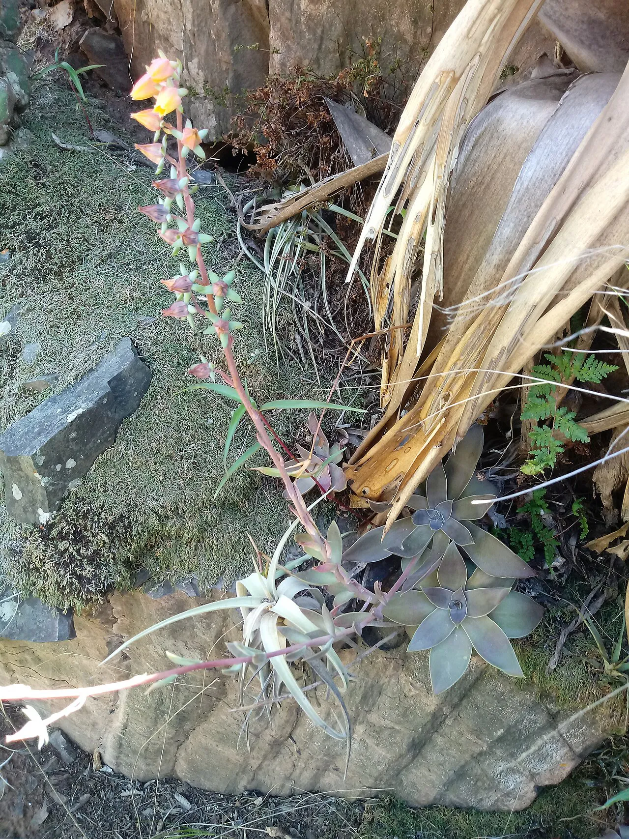 Long flowering stalk beside rocks and dry leaves.