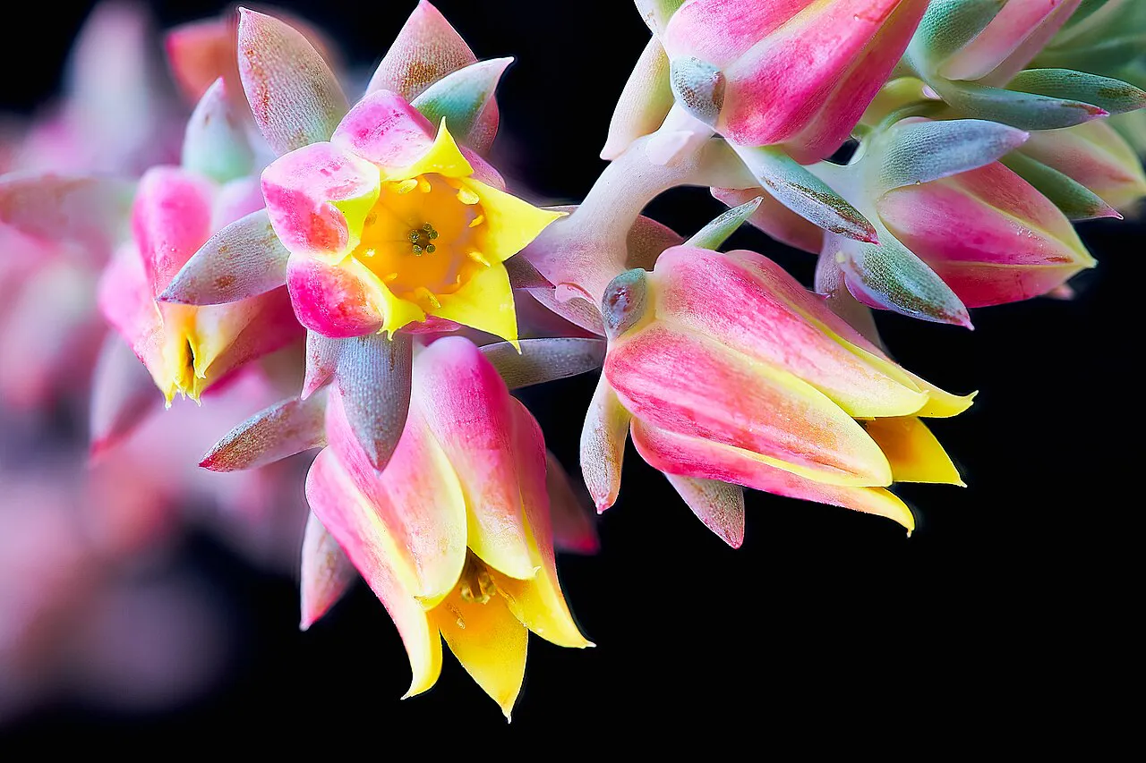Pink and yellow bell-shaped flowers.