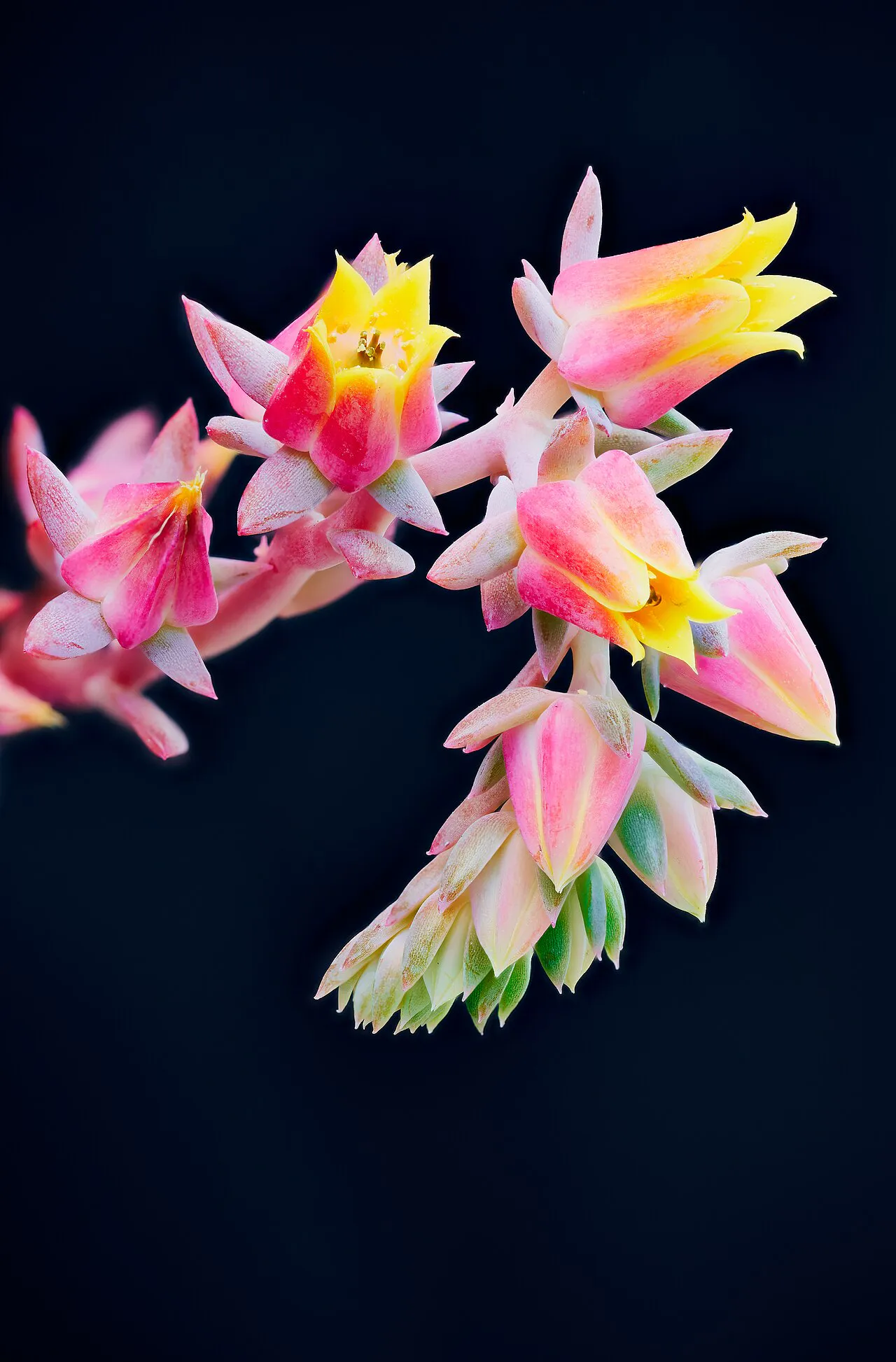 Branching spray of pink-yellow flowers.