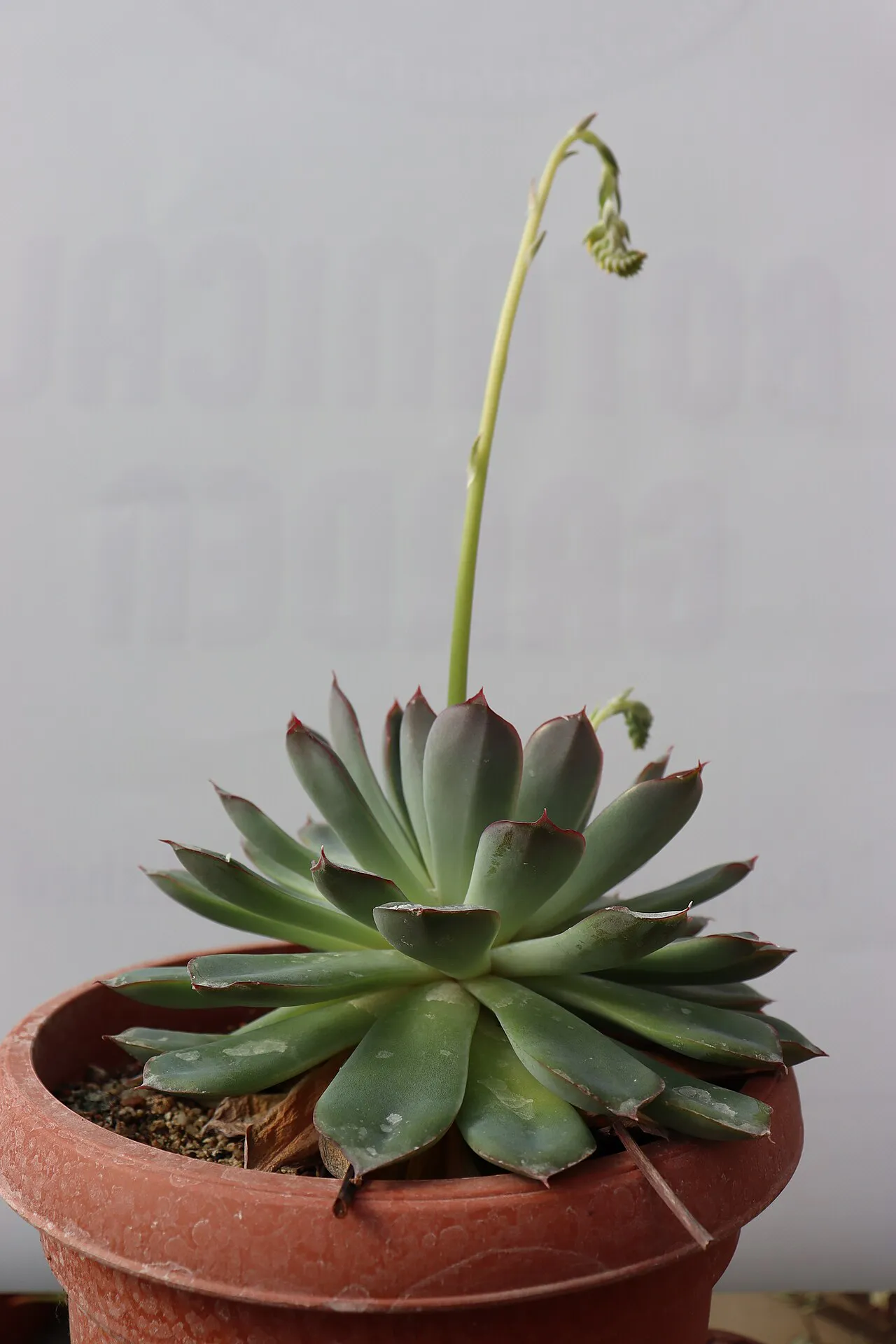 Tall arched flower stalk above a potted rosette.