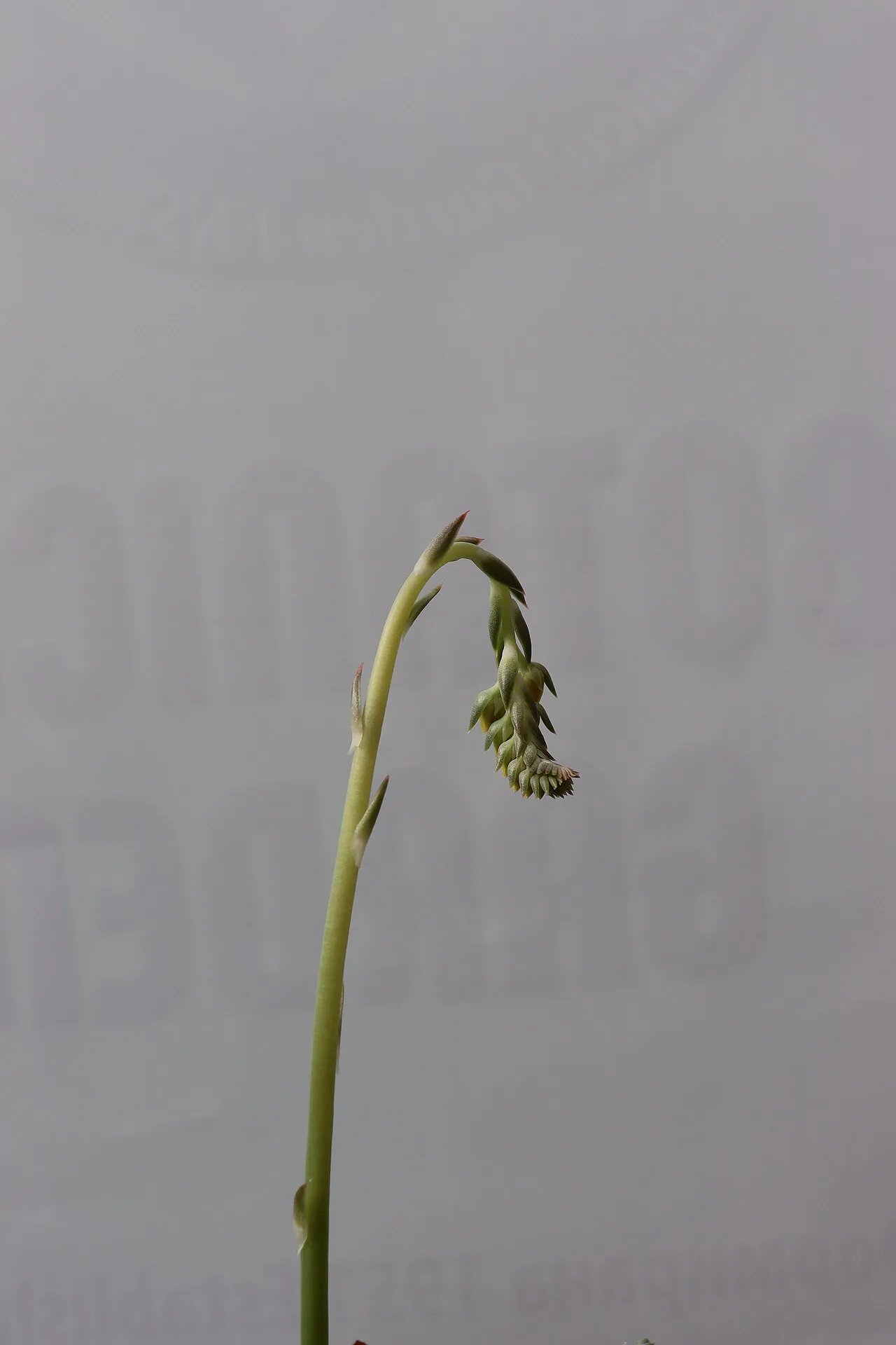 Curved stalk tip with hanging buds.