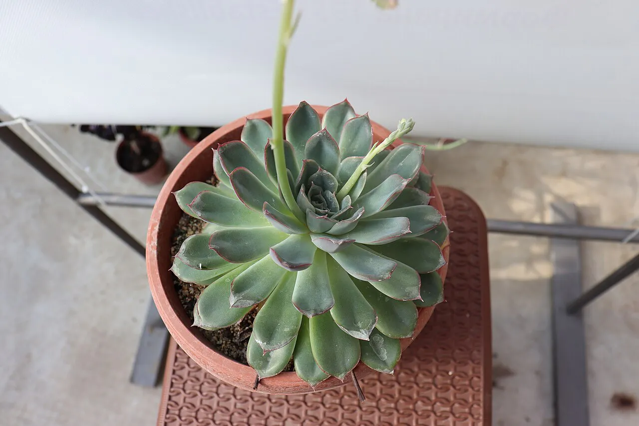 Overhead view of a broad green rosette.