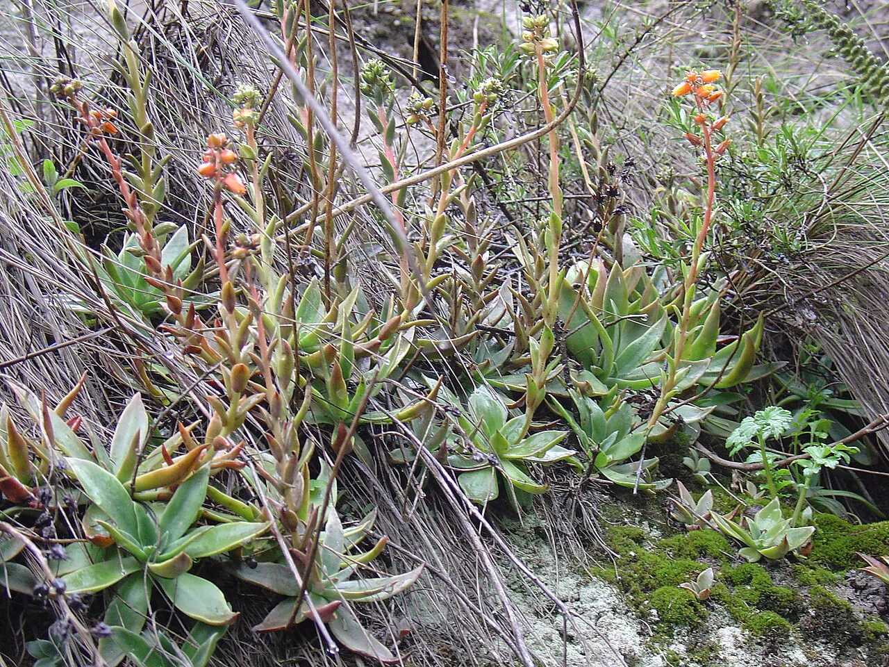 Rosettes and flowering stems among rocky vegetation.