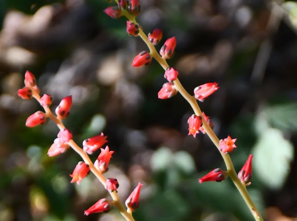 Small red flowers along branching stalks.