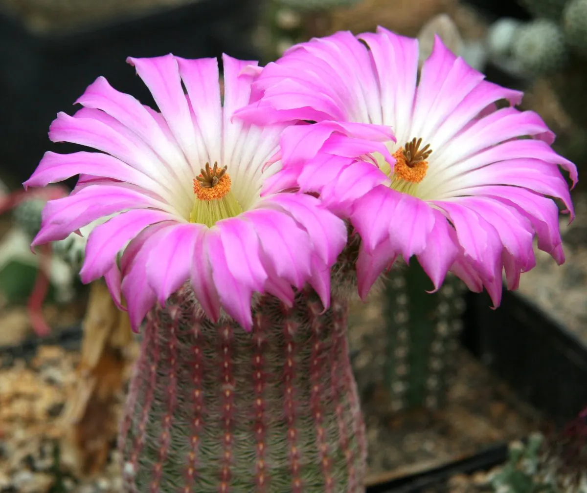 Two broad pink flowers above a ribbed column.