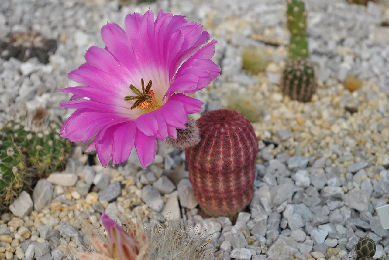 Pink flower beside a short reddish column.