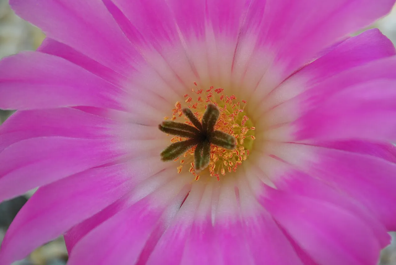 Pink petals surrounding the flower's center.