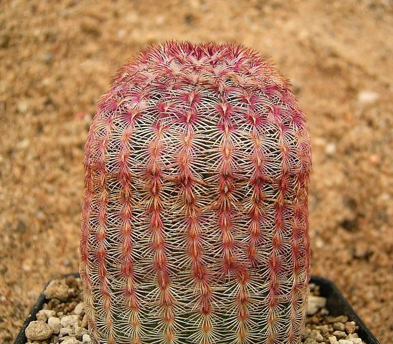 Even rows of reddish and pale spines.