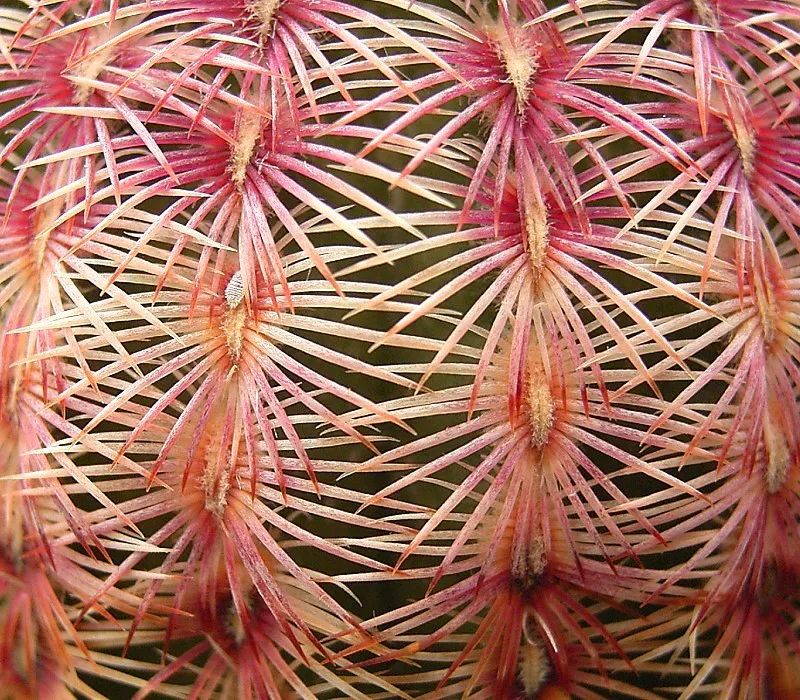 Interlocking radial spines in alternating colors.