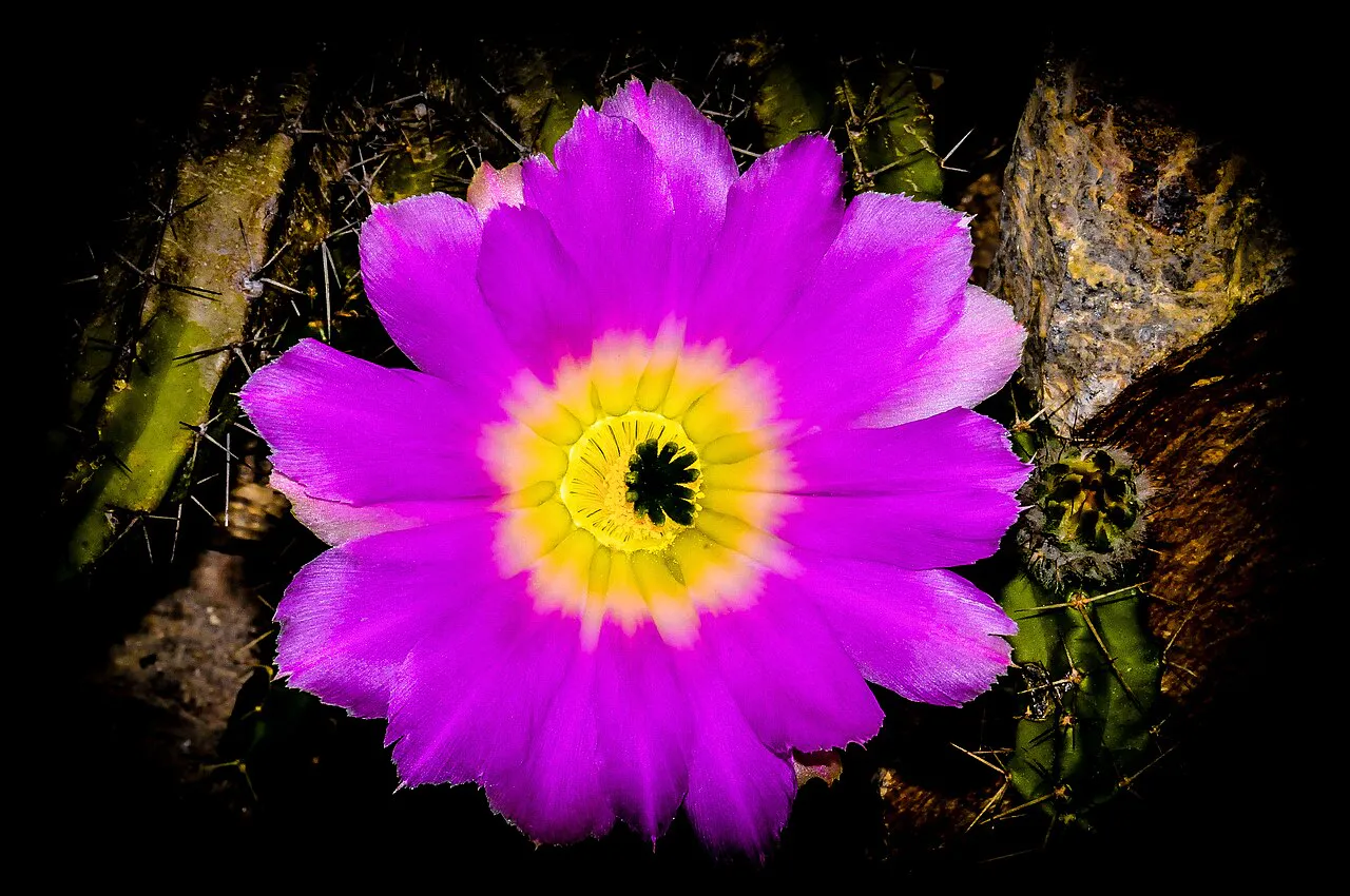Pink flower with a bright yellow center.