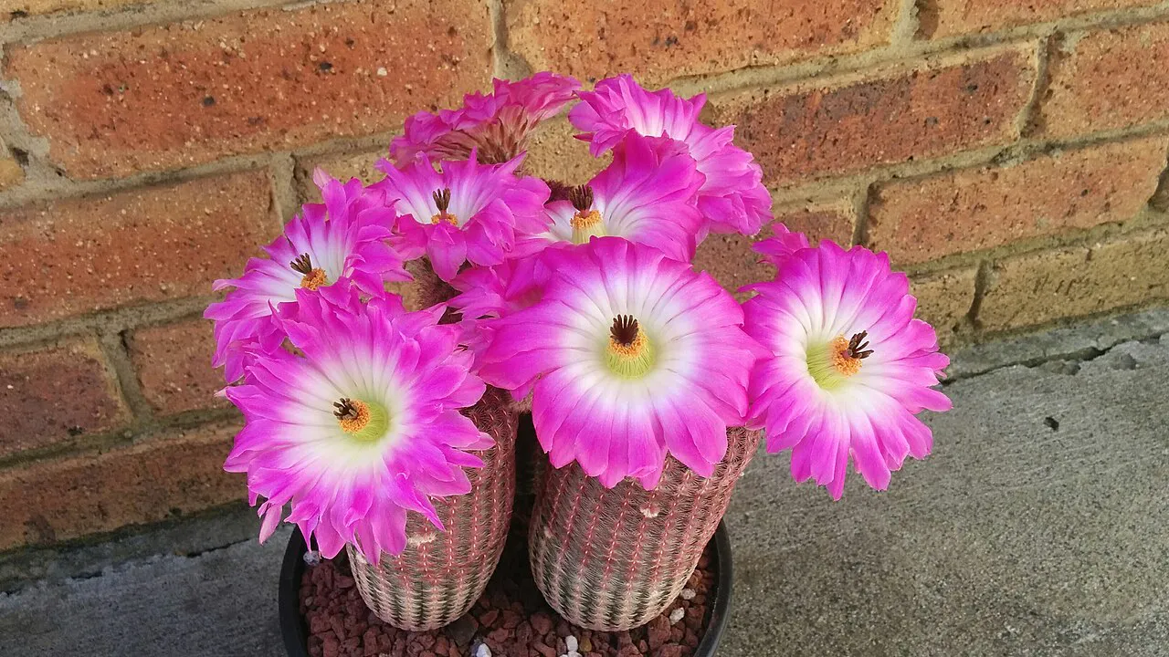 Several open pink flowers above clustered stems.