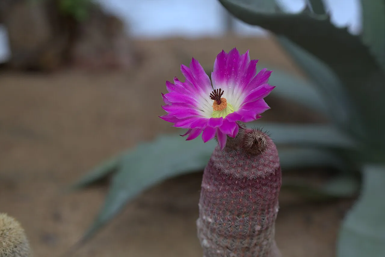 Single pink flower above a slender column.