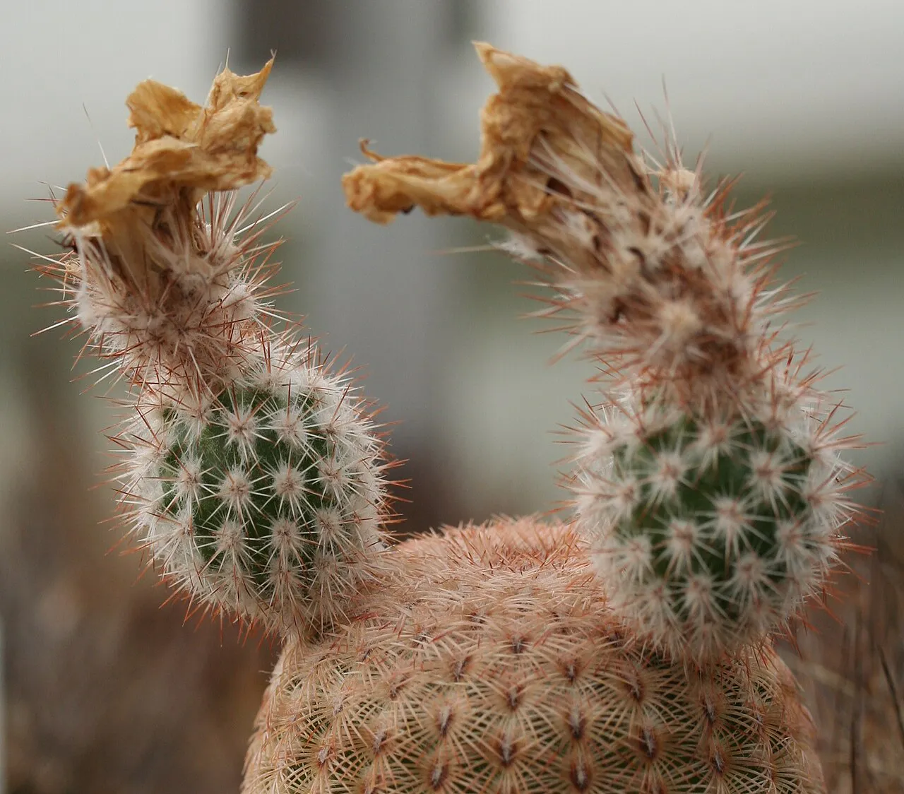 Paired rounded structures with dried floral tips.