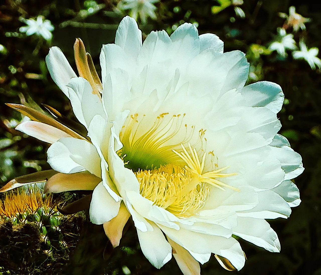White petals and yellow stamens in close view.