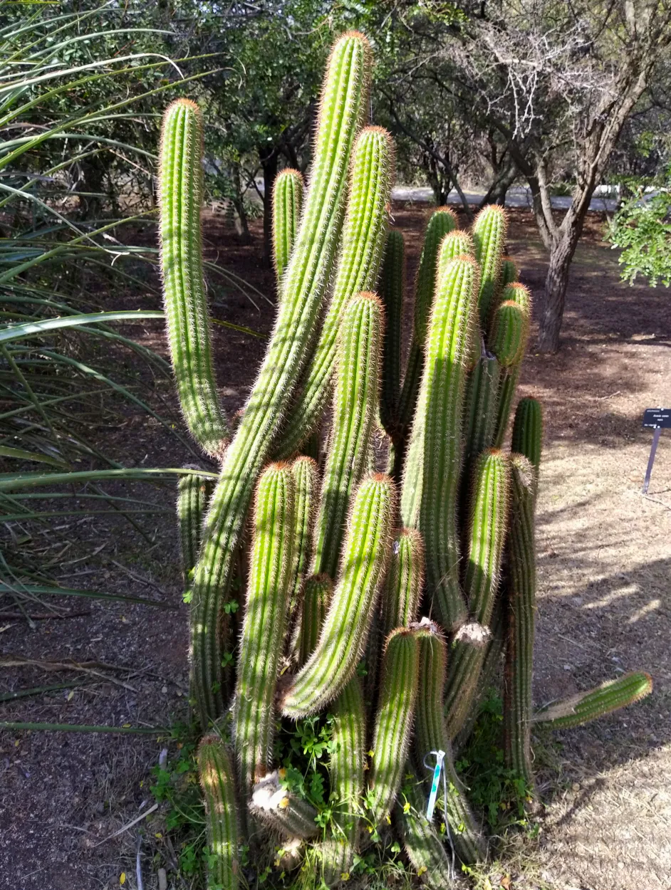 Tall branching cluster of green columns.