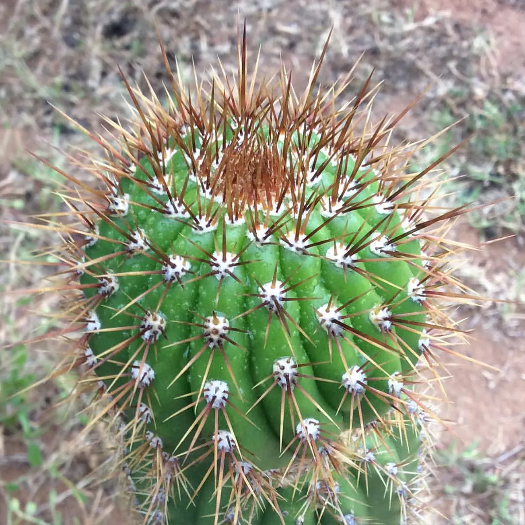 Rounded green crown with reddish spines.
