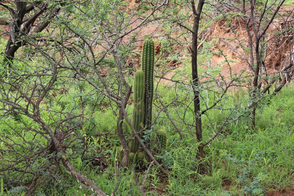 Upright columns among shrubs and grass.