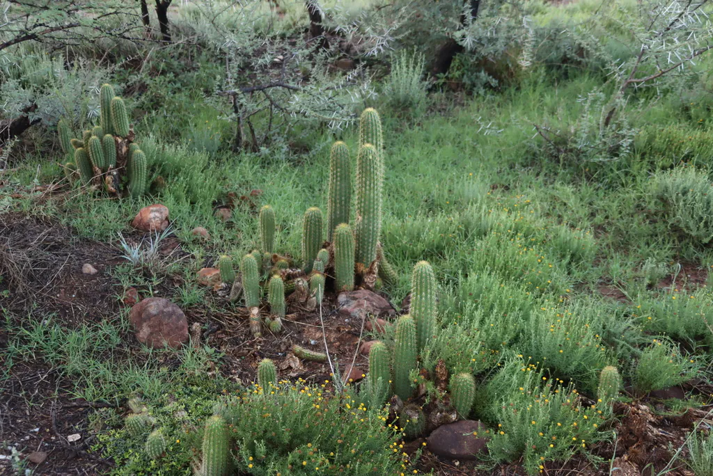Cluster of columns on a grassy slope.