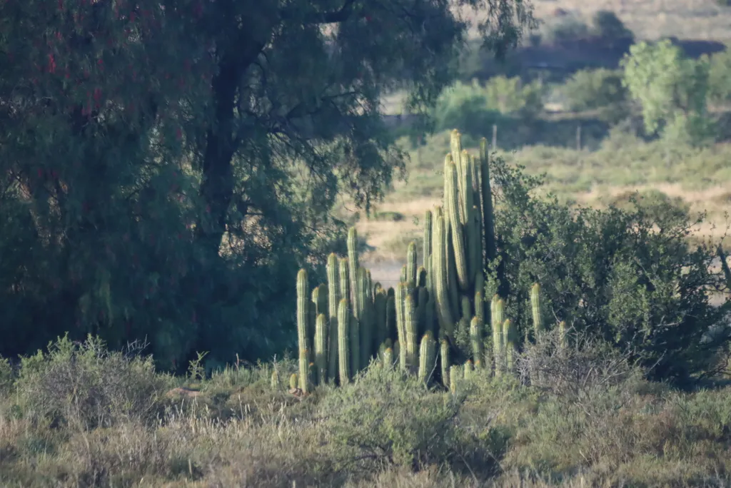 Tall cactus cluster across an open landscape.
