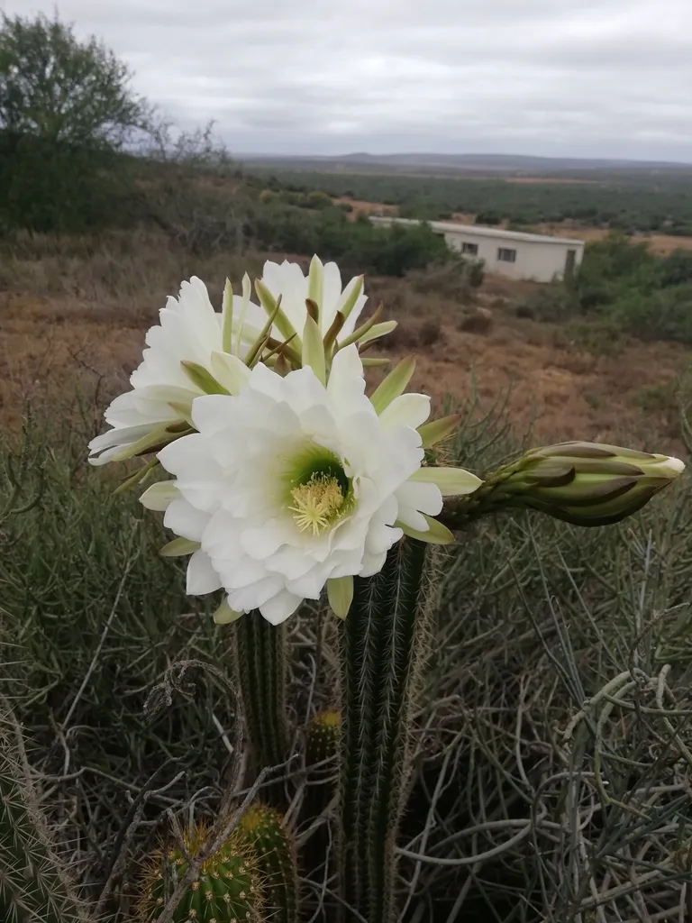 Large white flowers above slender columns.