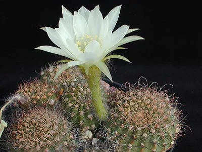 White flower raised above a cactus cluster.