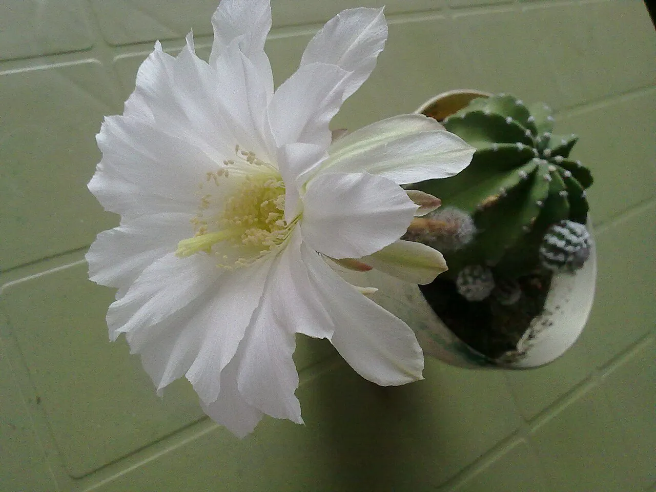Wide white flower beside a small potted cactus.