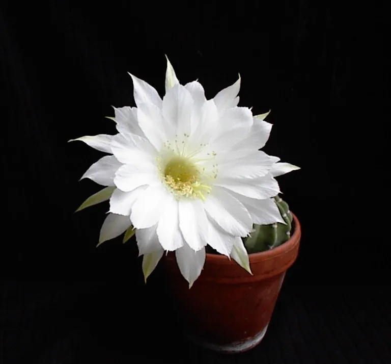 Large white bloom above a potted ribbed body.