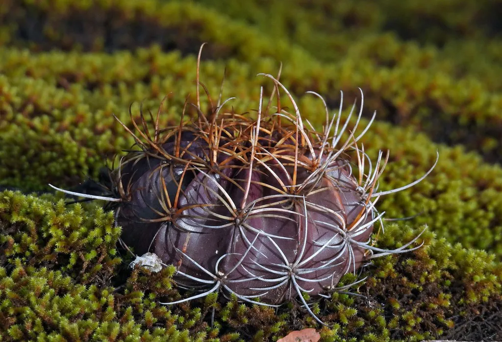 Dark ribbed cactus surrounded by low greenery.