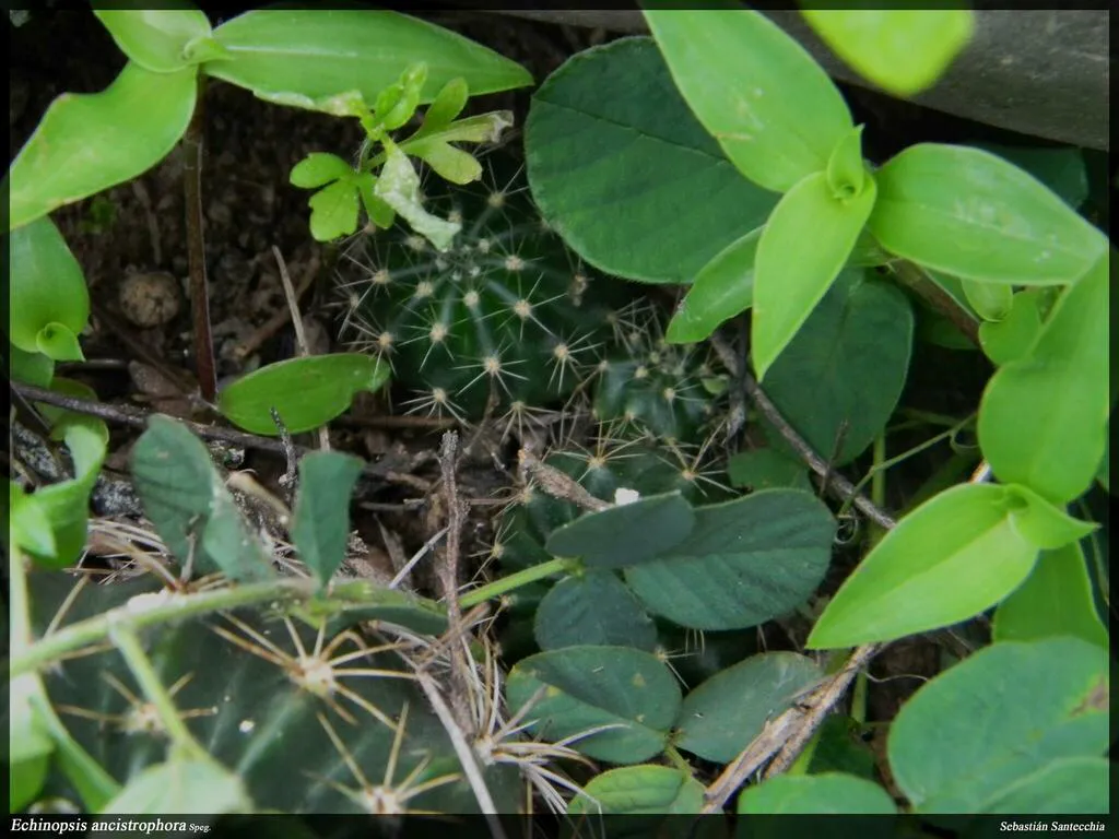 Ribbed green stem beneath broad leaves.