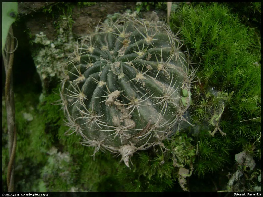 Top view of curved spines and rounded ribs.