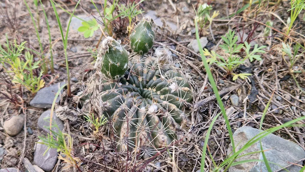 Cluster of ribbed stems among ground vegetation.