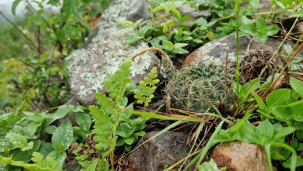 Small round stems beside rocks and leaves.