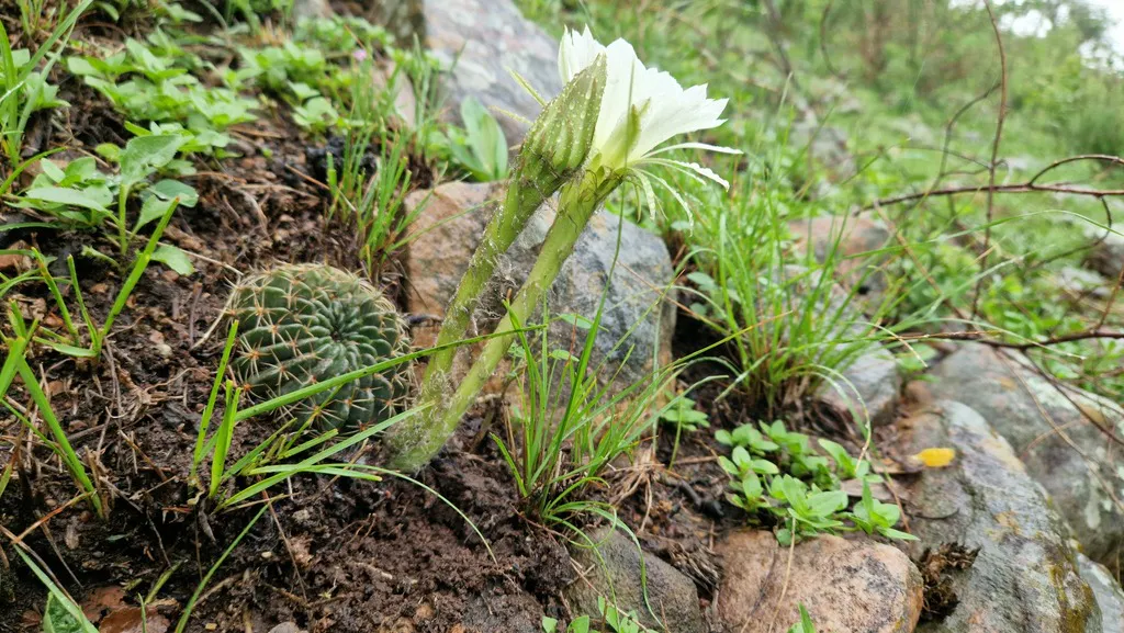 Long-tubed white flower above rounded stems.