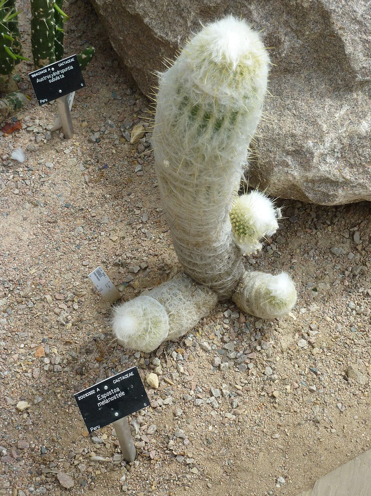 Short woolly column with rounded offsets.
