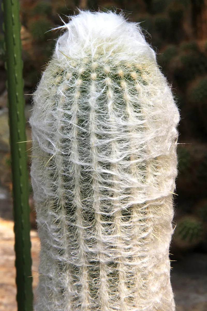 Dense pale hairs over the ribbed stem.