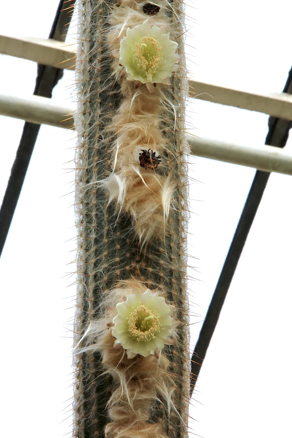 Pale flowers emerging along a woolly column.