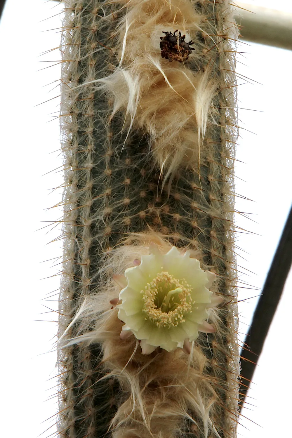 Close view of a pale open flower.