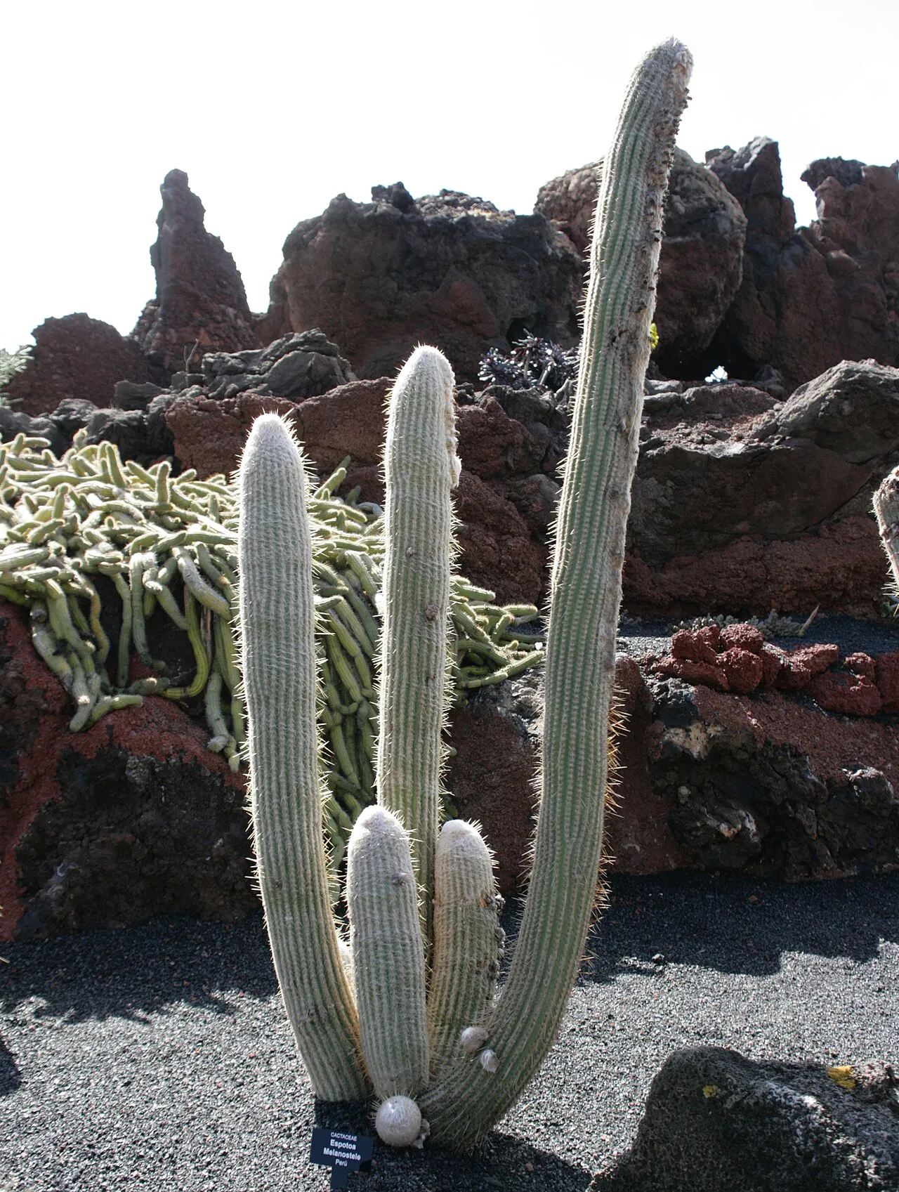 Upright pale columns against dark rocks.
