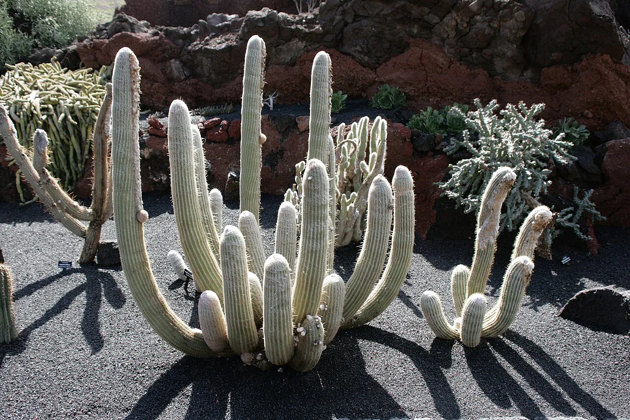 Branching clump in a gravel planting.