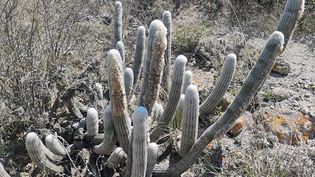 Multiple columns among outdoor vegetation.