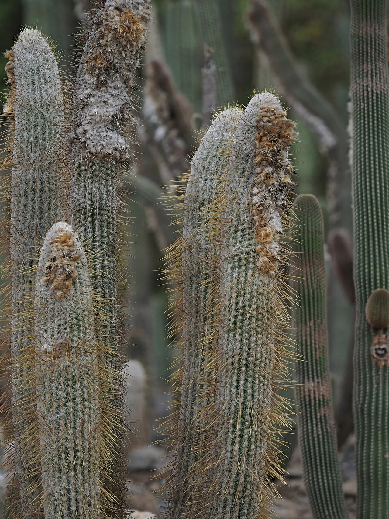 Woolly stem tips and column surfaces.