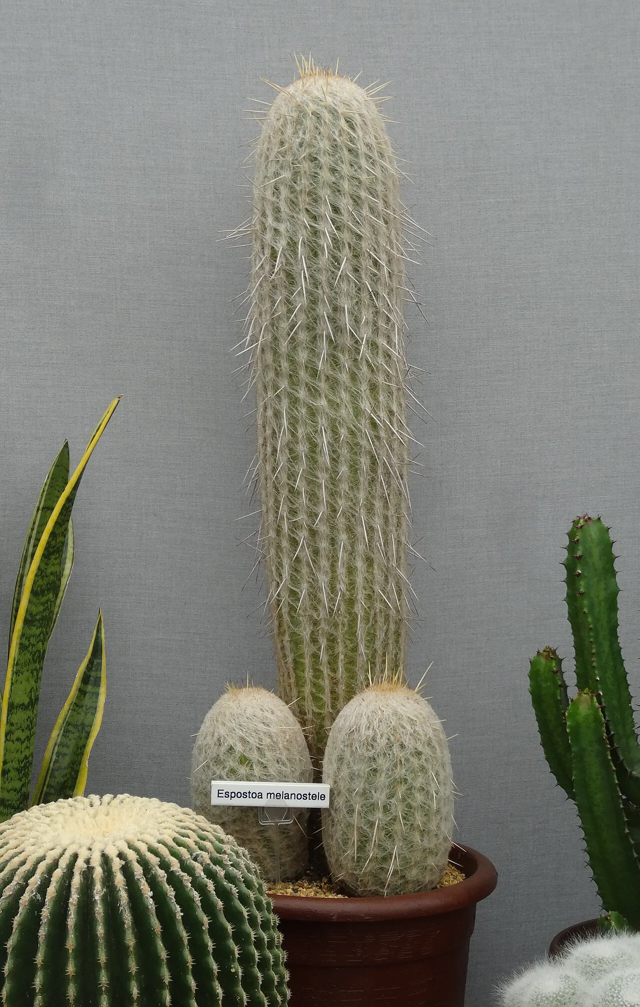 Tall column with a small basal offset.