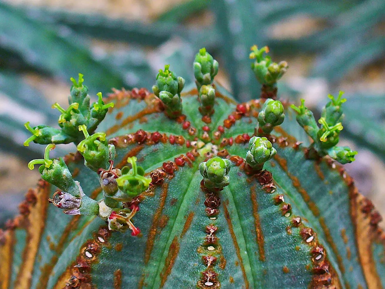 Tiny reproductive structures across the crown.