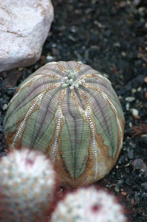 Rounded ribbed body in a planted display.