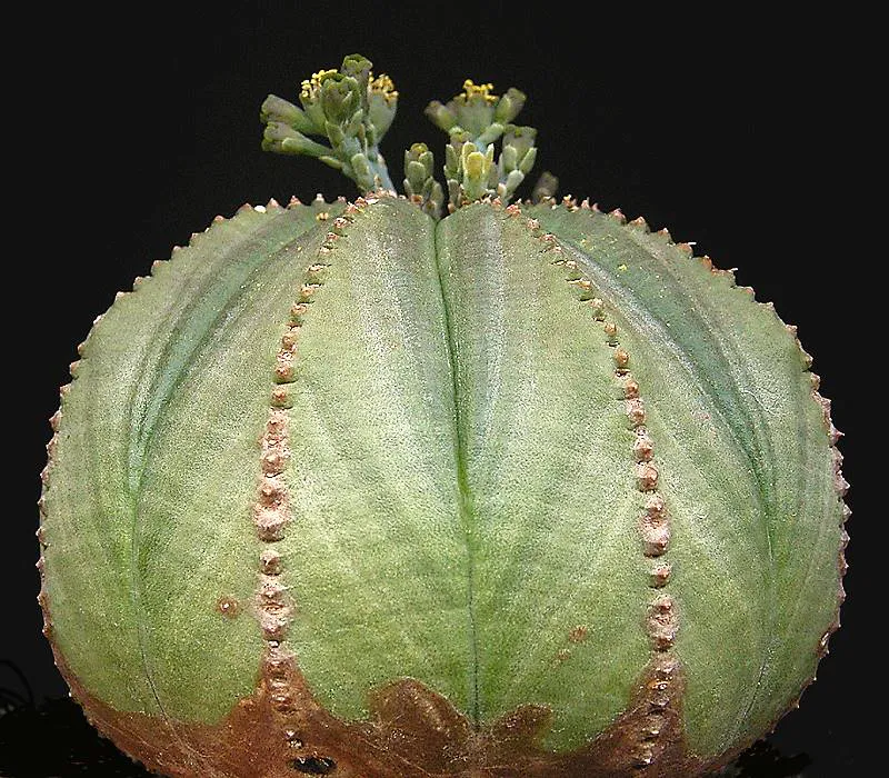 Small branching flower structures above broad ribs.