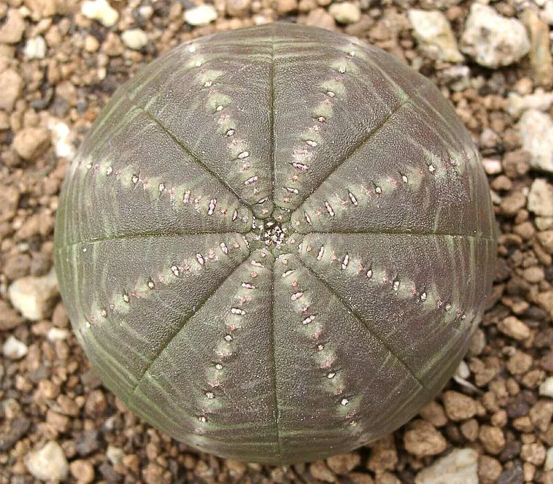 Top view of a symmetrical rib pattern.