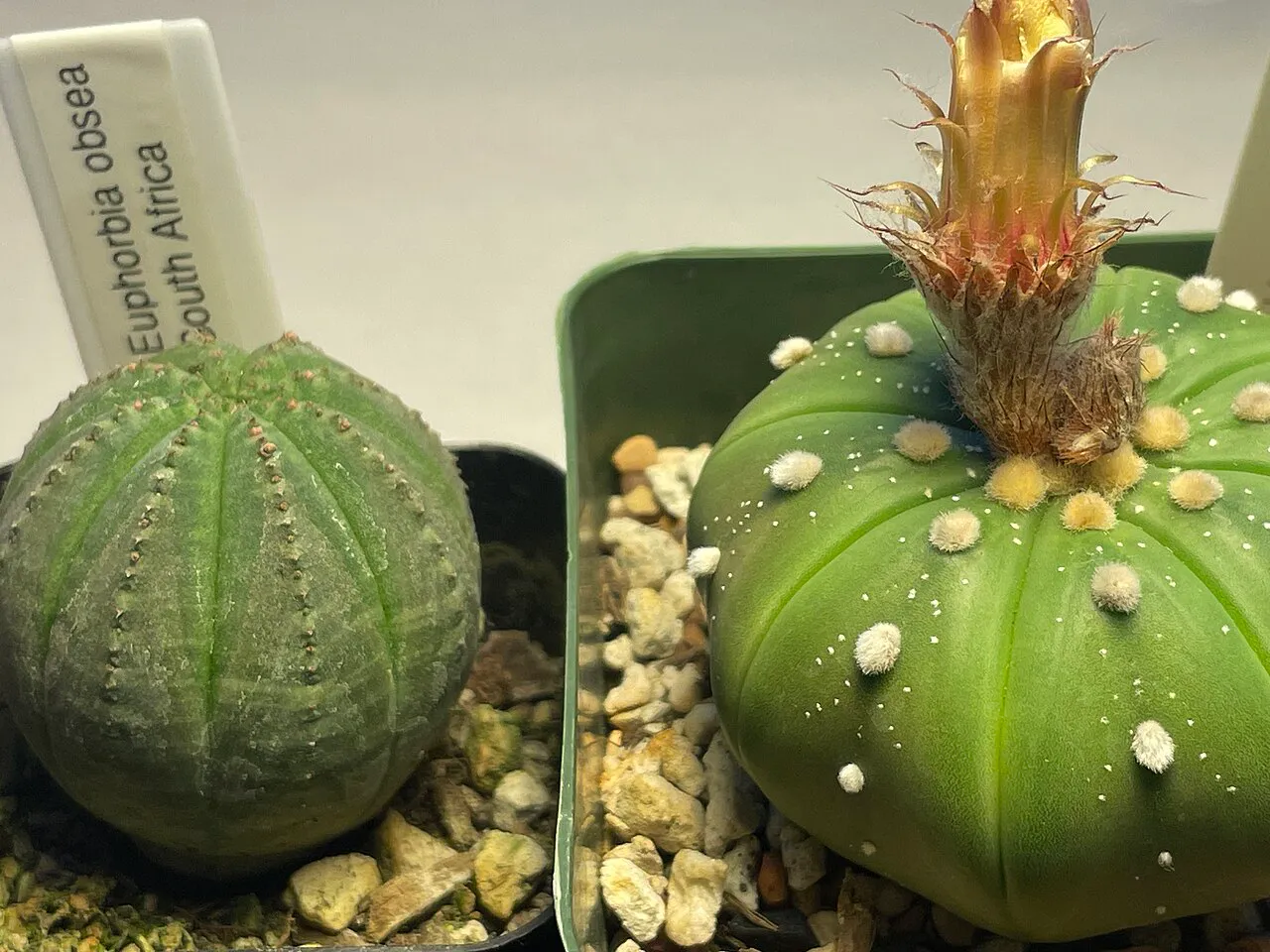Two contrasting rounded ribbed plants side by side.