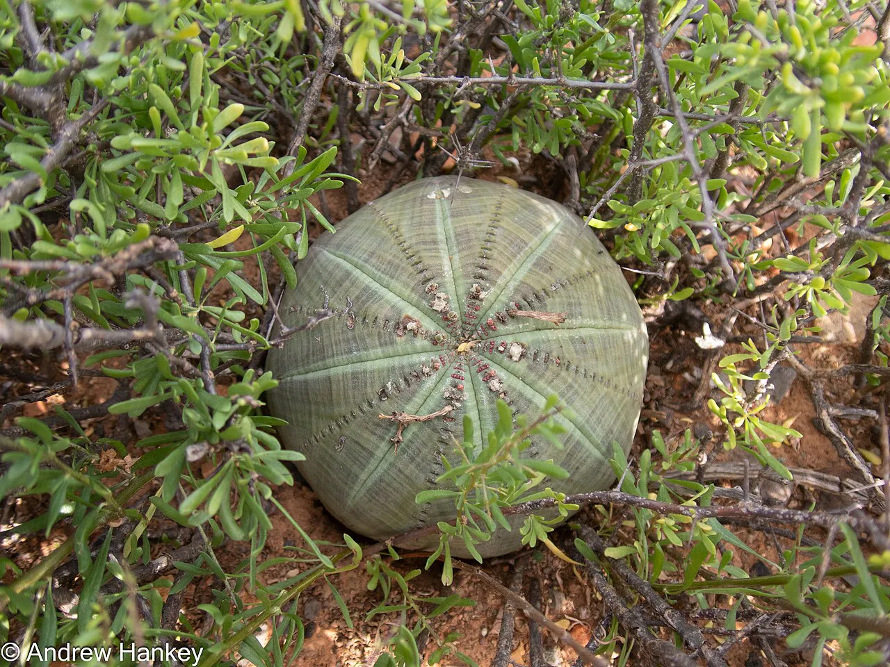 Round striped body among low shrubs.