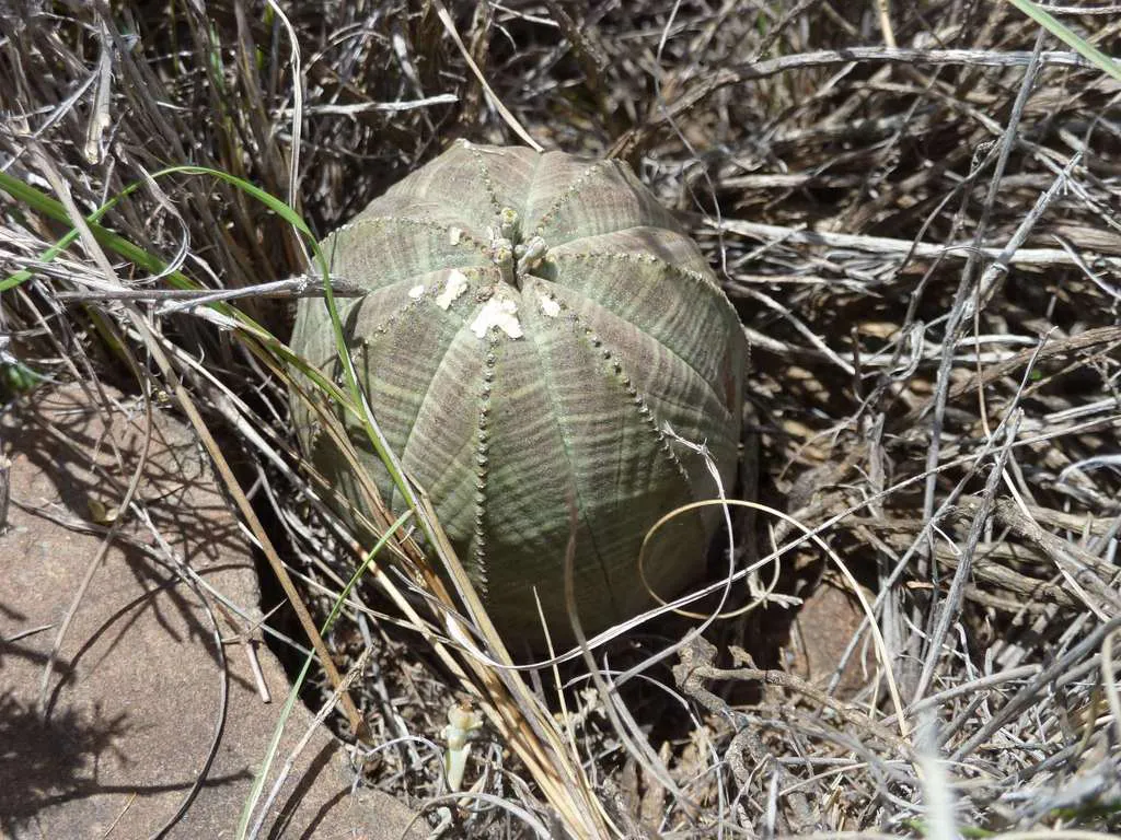 Rounded striped body among dry twigs.