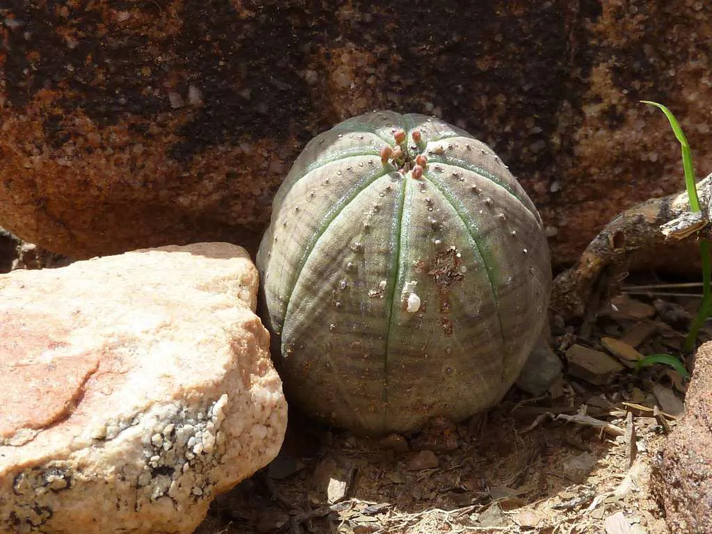 Round ribbed body beside rocks.